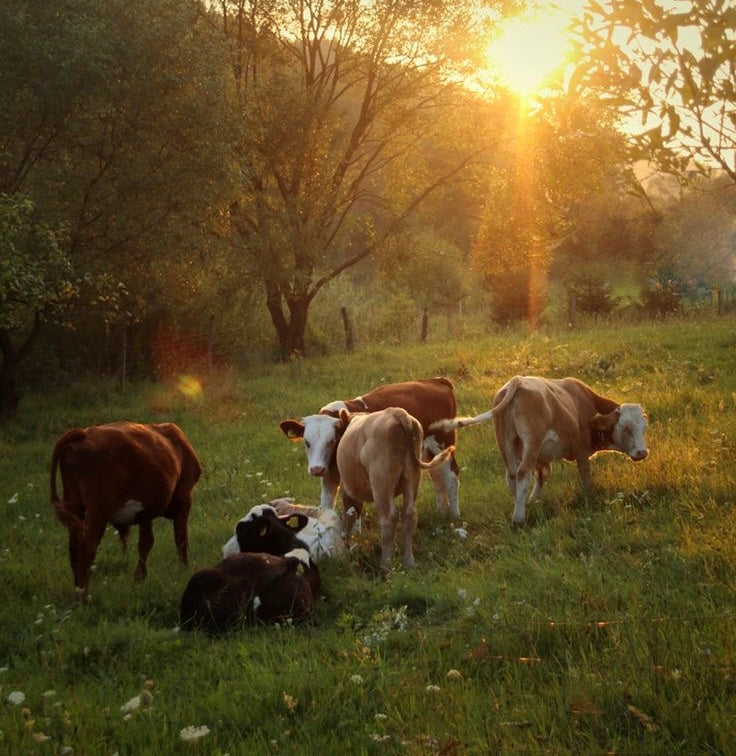 The Power of Tallow: Why This Ancient Ingredient Is the Future of Skincare